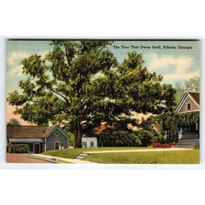 The Tree That Owns Itself Athens Georgia Postcard Linen Vintage Tichnor Unused
